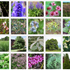 Native Plants 