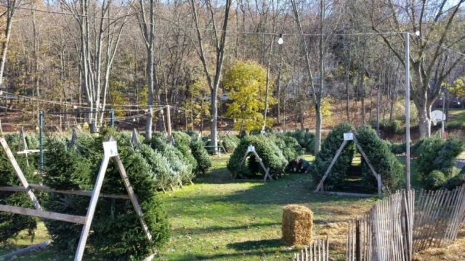 xmas tree sale 