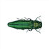 Emerald Ash Borer 